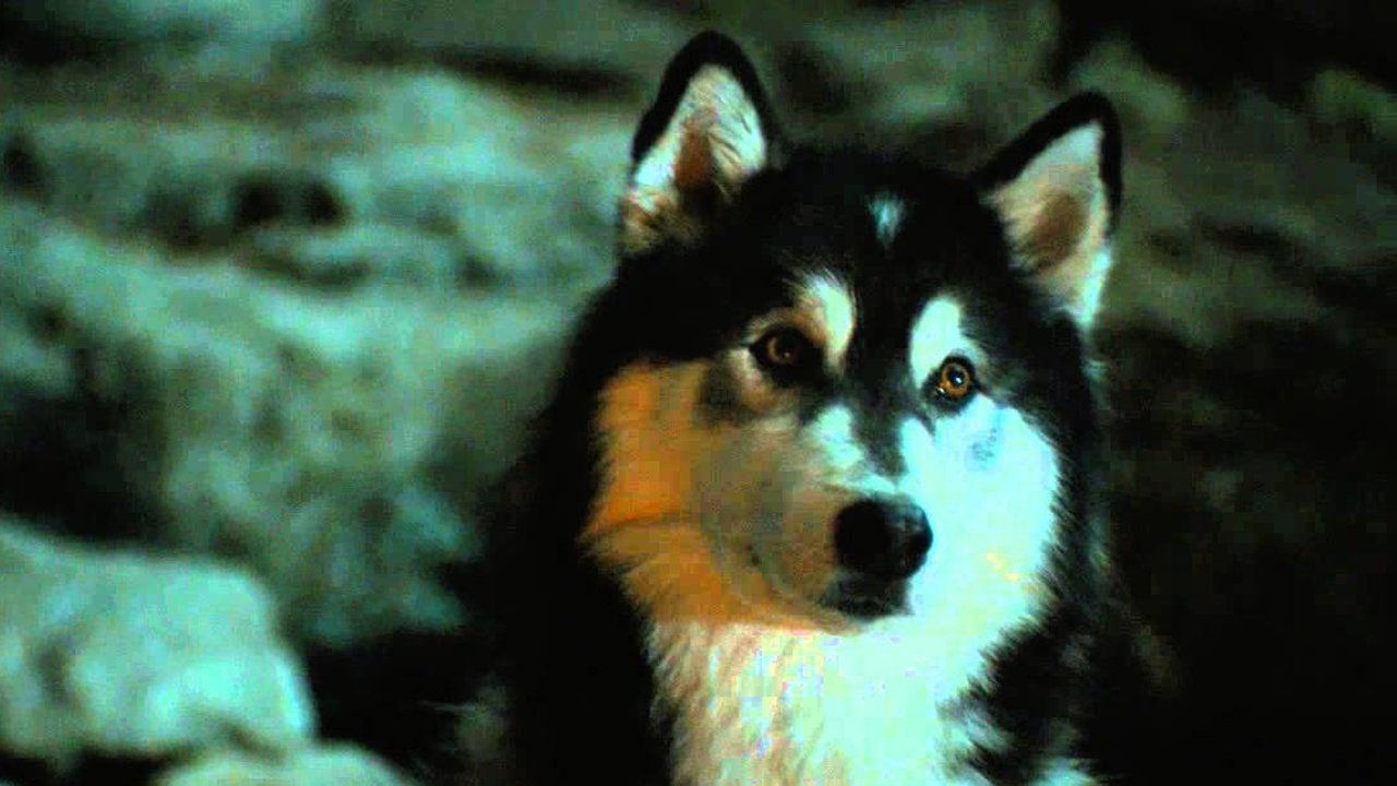 Against the Wild Collection background